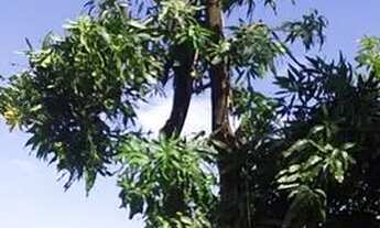 Imagem 5: Vendo casa no operário