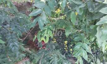 Imagem 4: São Paulo - Casa Padrão - Tremembé