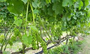 Imagem 2: Quot;Invista em um pedacinho do paraíso em Campos do Jordão!