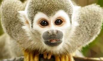 Imagem 7: Terra Santa Condomínio Fechado de Chácaras ( Trindade .Goiás