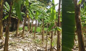 Imagem: Cha no Agua Branca- Goiania