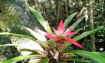Imagem 7: Super chácara com piscina e peixes gramada jardins