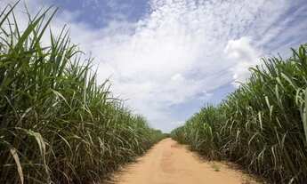 Imagem 4: Fazenda 130 Alqueires região de Araraquara - Laura