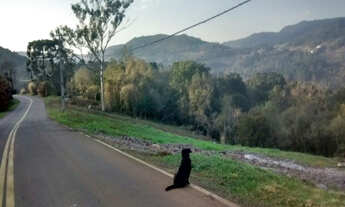 Imagem 5: Sítio com 3ha, sendo 62m de frente por 480m de comprimento. 8km do Centro de Gramado