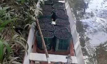 Imagem: Vendo terreno com açaizal em Outeiro