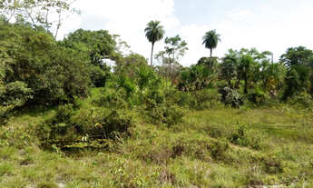 Imagem 2: R$250.000 Terra em Marapanim-Pará com 70 hectares documentada