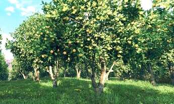 Imagem 6: Terra Santa Condomínio Fechado de Chácaras ( Trindade .Goiás
