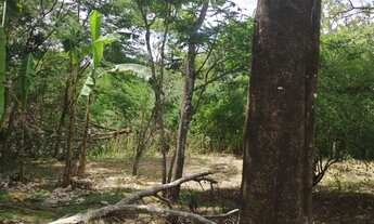 Imagem 2: Cha no Agua Branca- Goiania