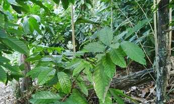 Imagem 6: Terreno para Venda em Santa Cruz Cabrália, Arraial Dajuda