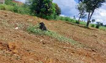 Imagem 3: Chácara em nazario