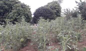 Imagem 3: Sitio com 1.5 Alqueires com Café em Paraiso - Don