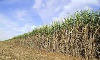 Imagem 3: Fazenda 130 Alqueires região de Araraquara - Laura