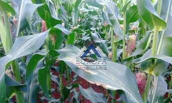 Imagem 2: Sítio à venda, 4,2 Alqueires por R$ 1.300.000 - Água do Óleo - Sertaneja/PR