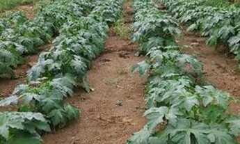 Imagem 3: Lotes 19x59 no km 19 Iranduba