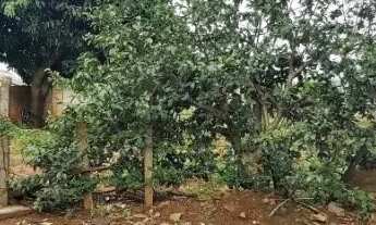 Imagem 4: Chacara e terrenos