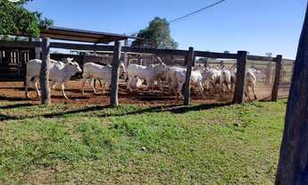 Imagem 1: FAZENDA À VENDA EM SONORA - MS - 1.248 HECTARES (DUPLA APTIDÃO