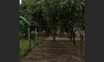 Imagem 6: Sítio ( Presidente Figueiredo ) 33mx700m