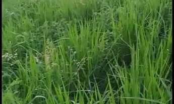 Imagem 7: TROCO SÍTIO FORMADO 10 HECTARES