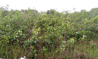 Imagem: R$250.000 Terra em Marapanim-Pará com 70