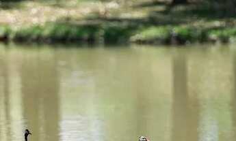 Imagem 5: Terreno 538m2 1h e meia de SP cond fechado