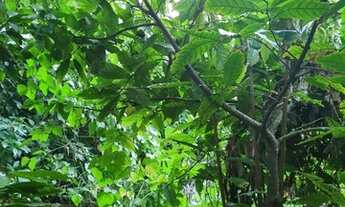 Imagem 5: Terreno para Venda em Santa Cruz Cabrália, Arraial Dajuda