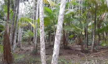 Imagem 3: Vendo terreno com açaizal em Outeiro