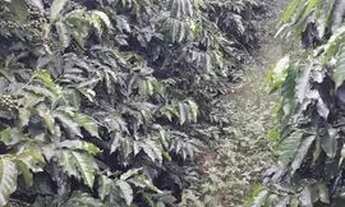 Imagem 7: Sitio com 1.5 Alqueires com Café em Paraiso - Don