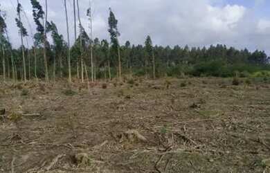 Imagem 3: Belo terreno 1250m², plano, pronto para construir