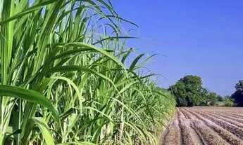 Imagem 2: Fazenda 130 Alqueires região de Araraquara - Laura