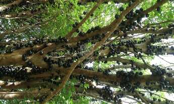 Imagem 6: Casa - Sítios de Recreio Gramado - Campinas