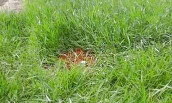 Imagem 6: Araçatuba - Lote/Terreno - Aviação