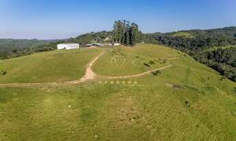 Imagem 2: Campo Largo, Fazenda Confinamento/ Haras / Reflorestamento/ Gado, 52 alqueires, à venda I