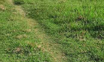 Imagem 4: Vendo excelente fazenda em Nazaré das farinha