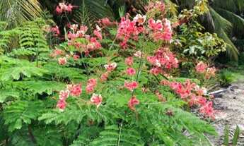 Imagem 3: Lote/Terreno para venda tem 3150 m2 em Corrego do Retiro - Aracati - Ceará