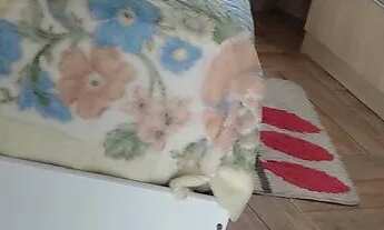 Imagem 4: Chácara para alugar com piscina