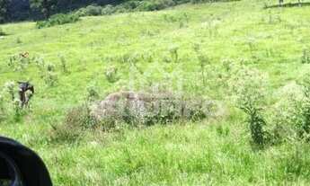 Imagem 7: Sítio perfeito com 3 cachoeiras - águas límpidas