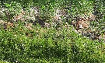 Imagem 5: Vendo excelente fazenda em Nazaré das farinha