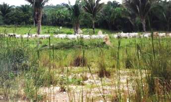 Imagem 3: Fazenda 214 alqueires em Rio Maria