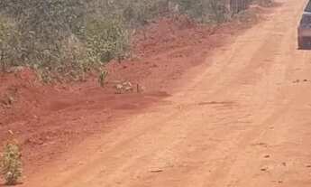 Imagem: Chácara 2.000 metros, c água e luz, barata,fundo