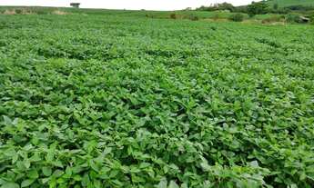 Imagem 4: Sítio 3.1 alqueires Santo Antônio da platina