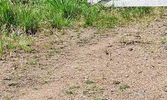 Imagem 6: Vendo fazenda em jaguaripe