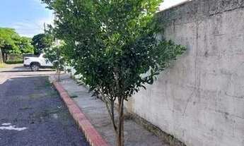 Imagem 6: Lote Nova Ponta da Fruta