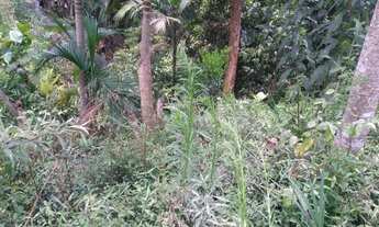 Imagem 2: Chácara 4.792,55m², Rio Farias, São Pedro De Alcântara SC