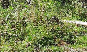 Imagem 4: Vendo excelente sitio Em jaguaripe