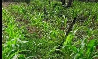 Imagem 3: Sitio com 30 hectares