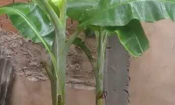 Imagem 5: VENDO Kitnet com quintal Valor $15.000