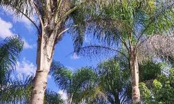 Imagem 3: Chacara Tio Gambiarra