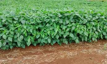 Imagem 7: Sítio 3.1 alqueires Santo Antônio da platina