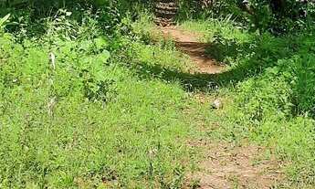 Imagem 5: Vendo excelente sitio Em jaguaripe