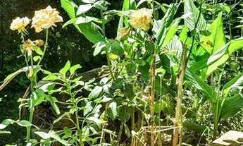 Imagem 7: Casa em Rua fechada - Granja Viana